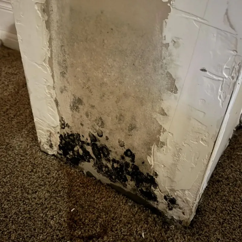 Professional Mold Removal in Belmont, MS